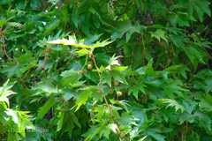 Platanus orientalis
